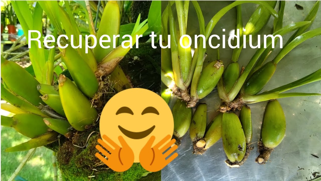 ¿COMO RECUPERAR TU ONCIDIUM?// RECOVER YOUR ONCIDIUM