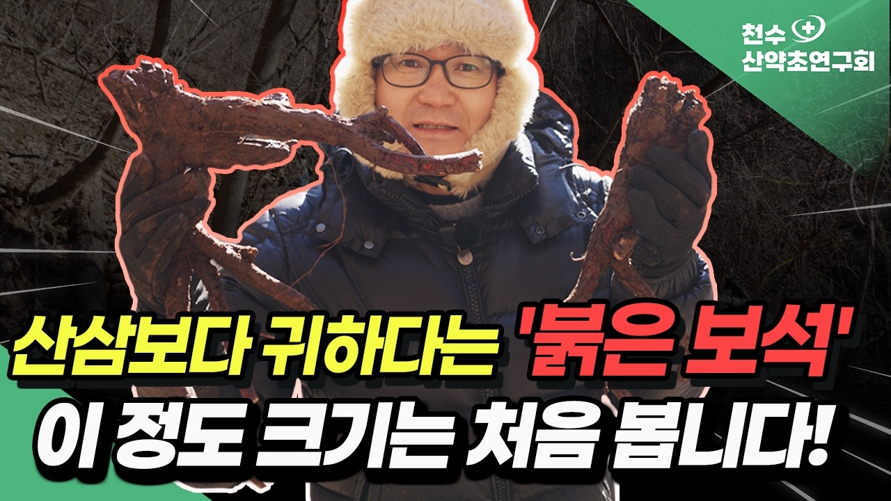 산삼보다 귀하다는 '붉은 보석'! 이 정도 크기는 처음 봅니다!