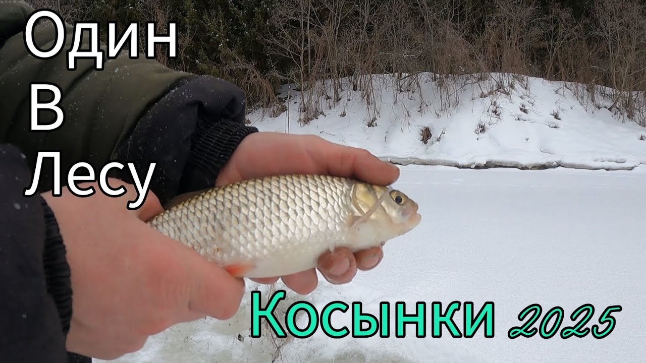НОВЫЙ ЛАЙФ ДЛЯ КОСЫНОК.  РЫБАЛКА НА КОСЫНКИ НА ТАЕЖНОЙ РЕЧКЕ. ОДИН В ЛЕСУ.