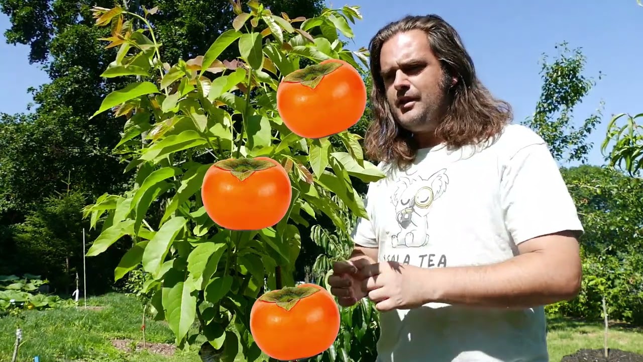 Подарок Софи / Подарок Софиевки. Гибридная хурма - Знакомьтесь с сортом - Diospyros virginiana x ...
