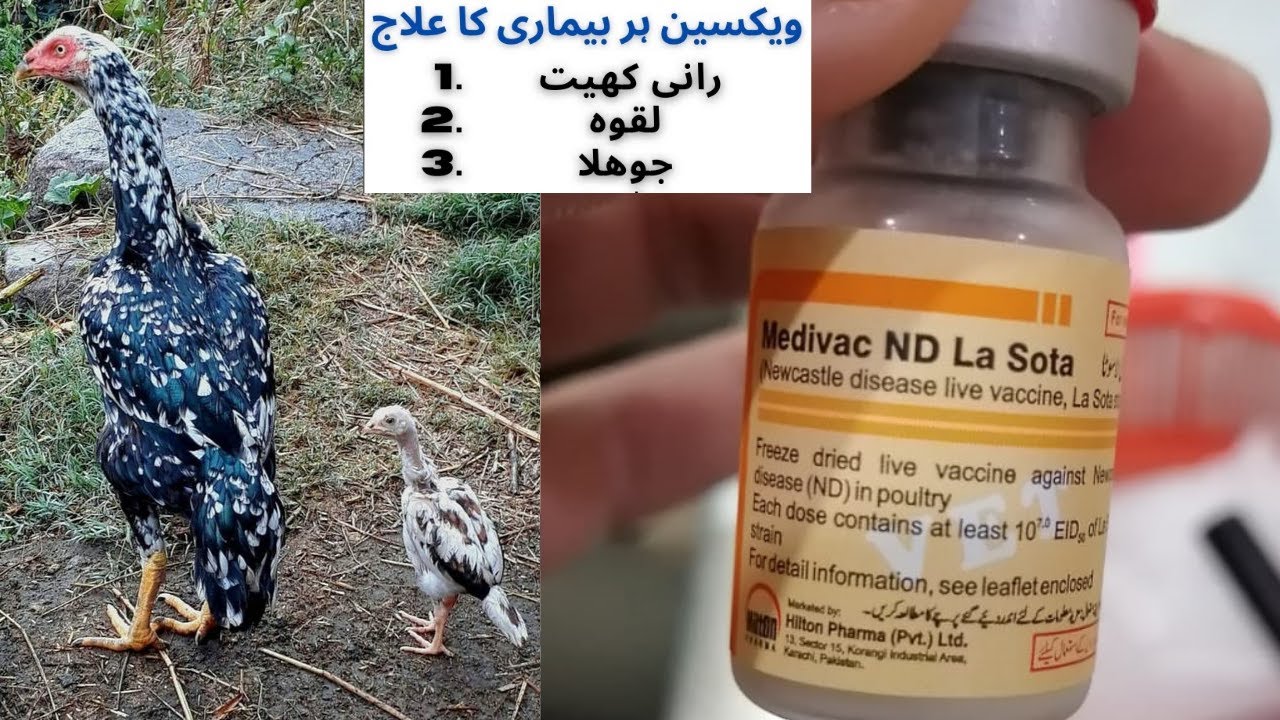 Aseel chicks vaccination schedule complete information step by step l Aseel chick 🐥 vaccination 💉 l