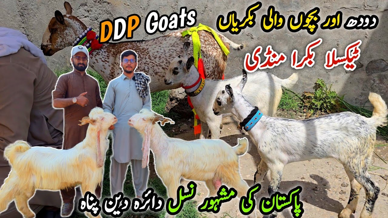 DDP Goats Taddy Bakriyan Taxila Mandi Update July 2025