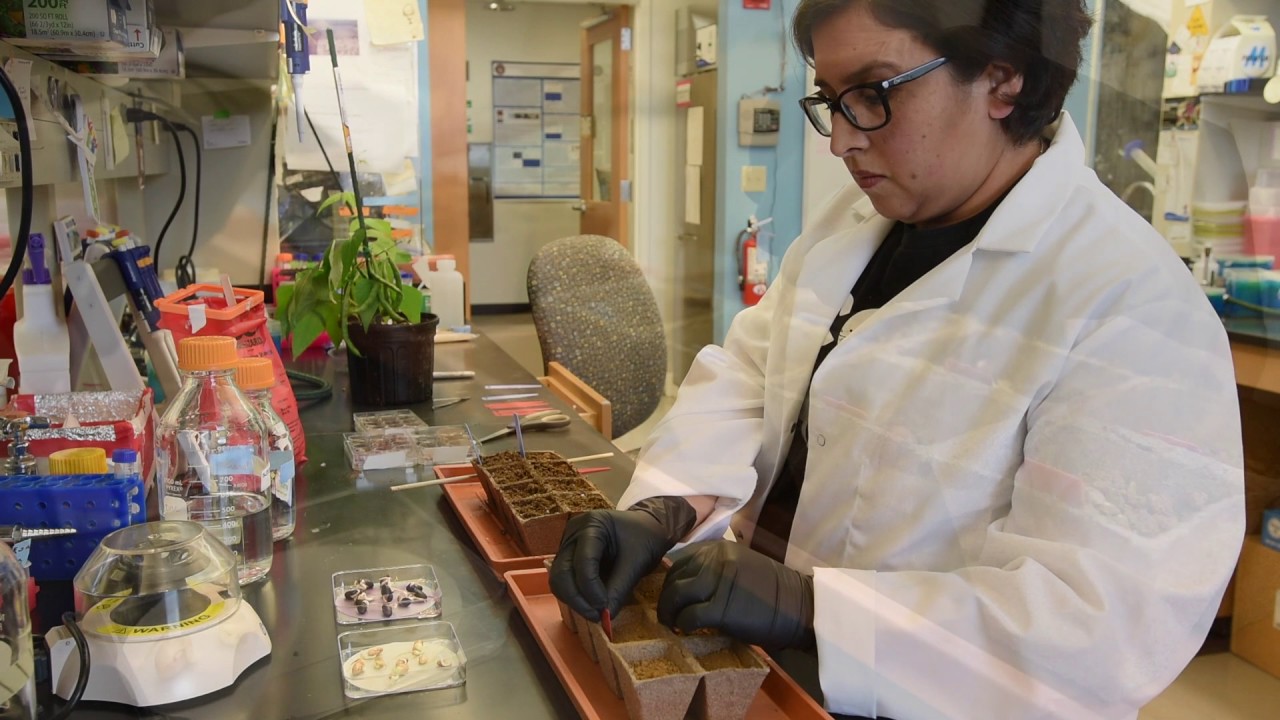 Space Horticulture: Growing beans in a simulated Martian soil