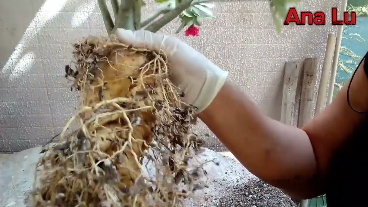 rosa do deserto desidratada 😱
