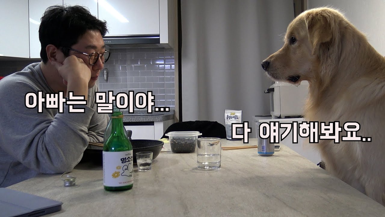 외로운날 술친구가 되어주는 착한 리트리버