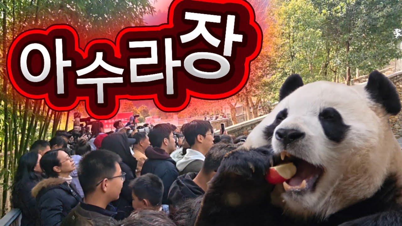 2/19 푸바오실시간 오전(3) 푸야 먹방보려고 우루루🍎🍎 인기절정 슈퍼스타 푸야예요