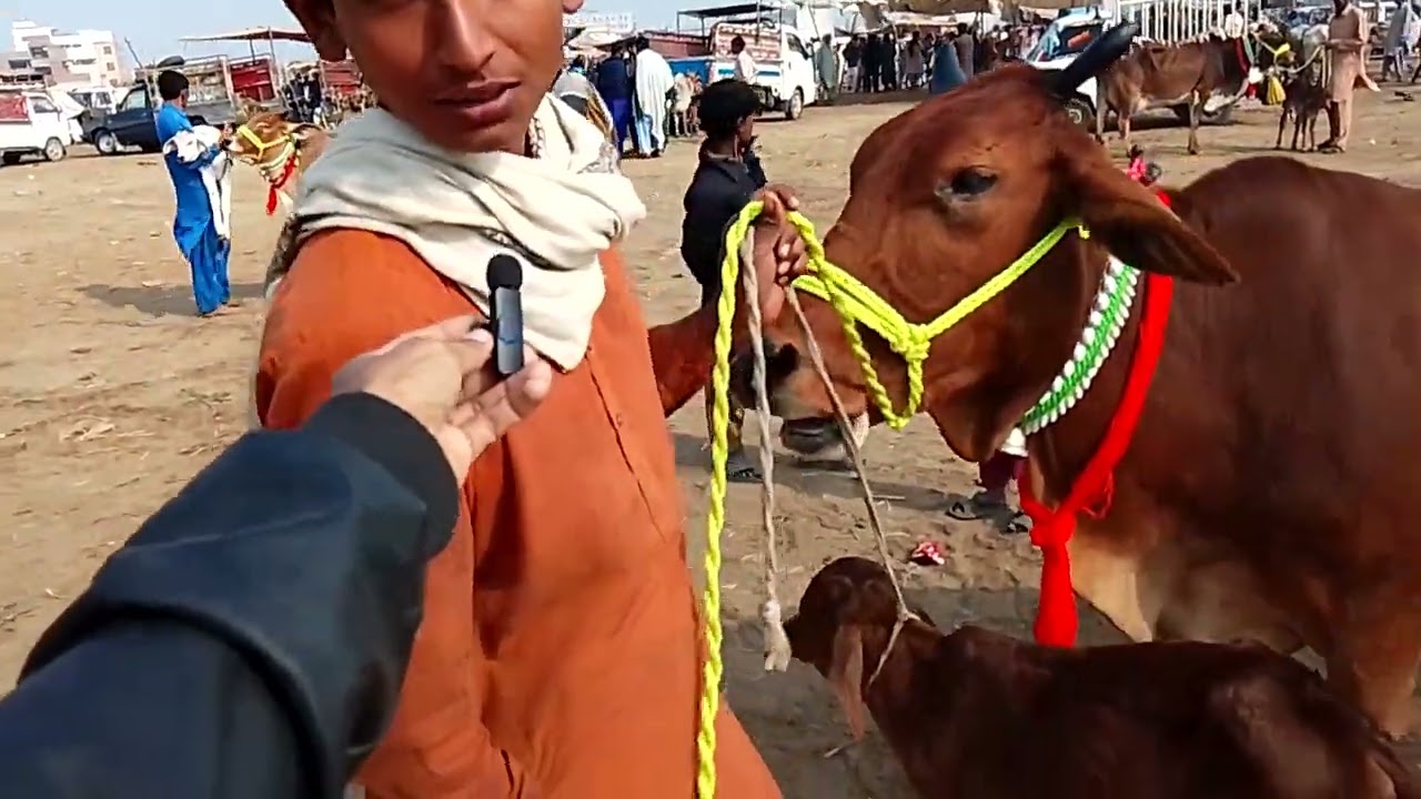#bypass  ki mandi janwar kurbani