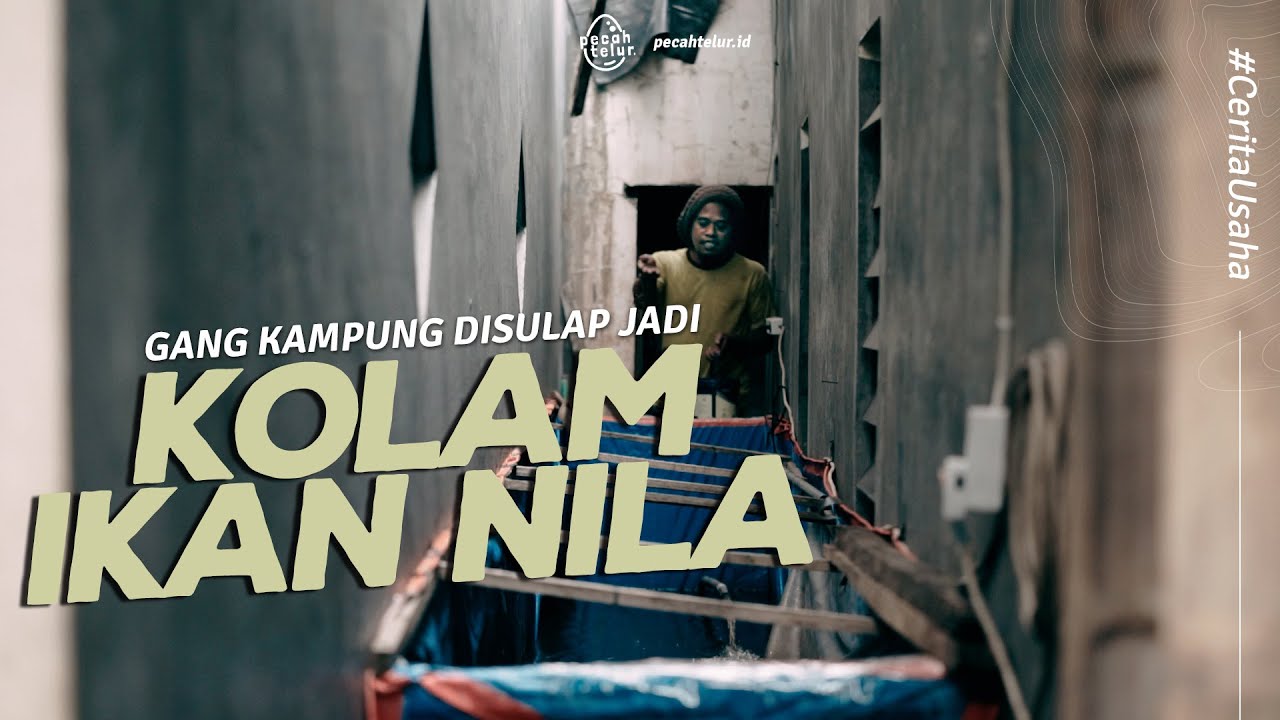 Kampung Nila! Budidaya Ikan Ditengah Padatnya Pemukiman Kota Malang