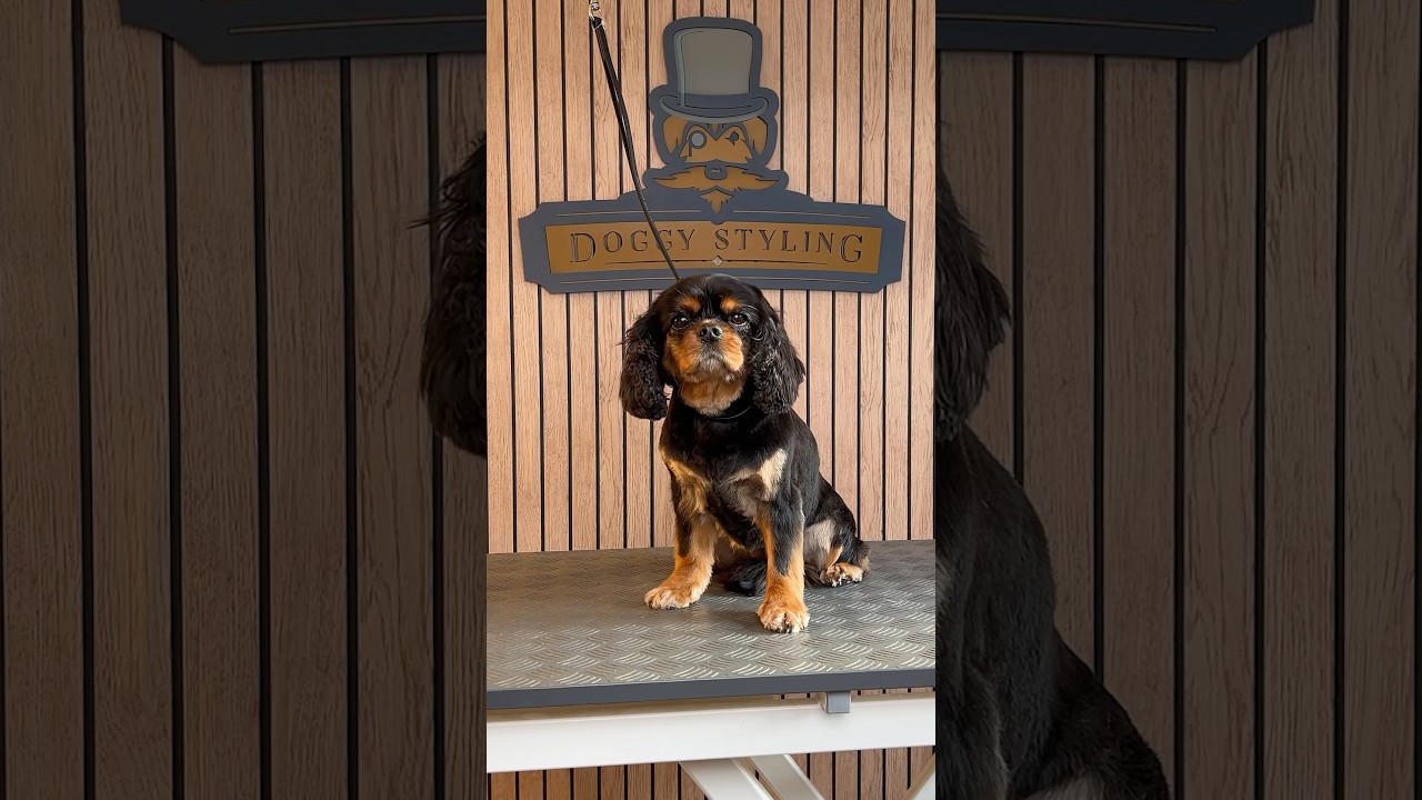 Doggy Daily Episode 469: Megan the Cavalier 🐾  #doggrooming #cavalier