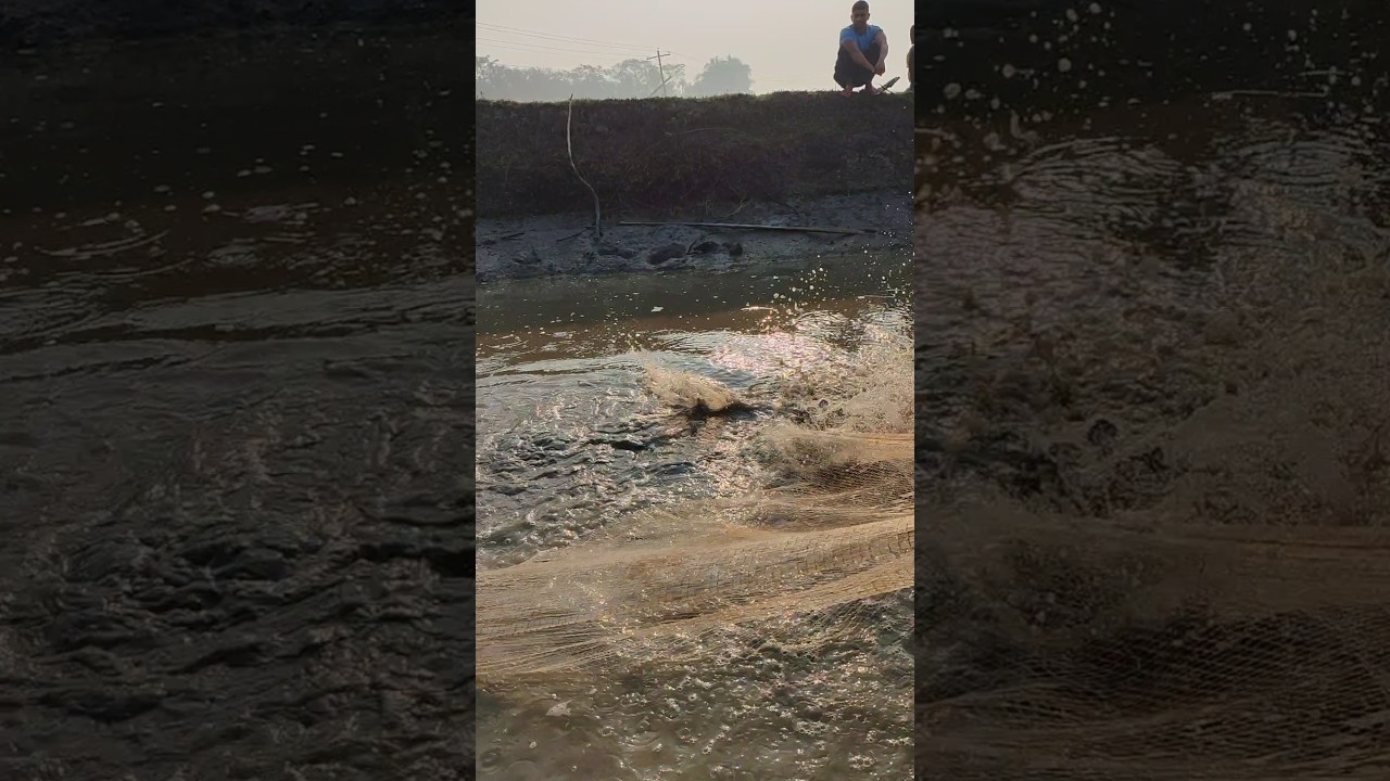 amazing big fish catch by cast net fishing in village pond #viral #fishing #shorts