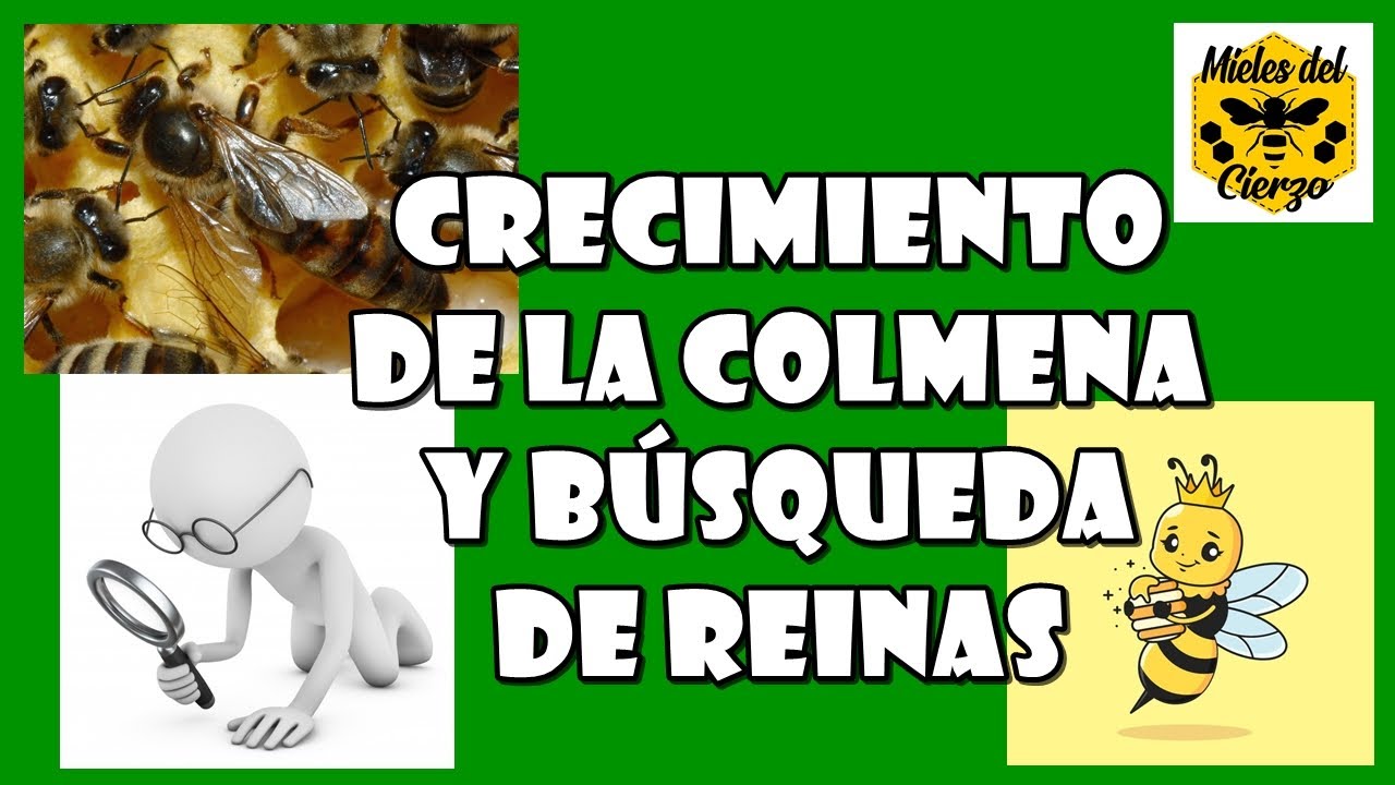 Evolución de la cámara de cría y avistamiento de reinas