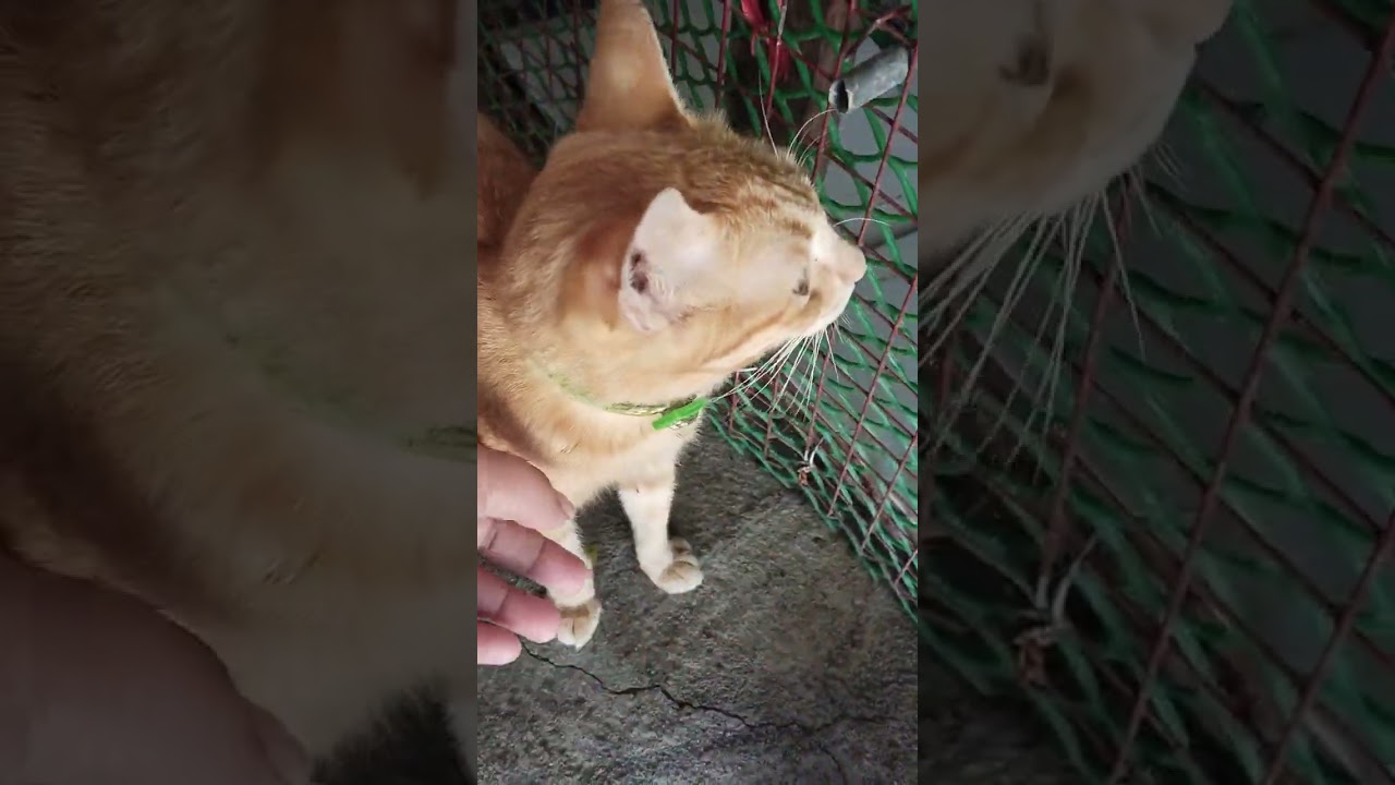 Welcome Home Jupiter New Adapted baby 