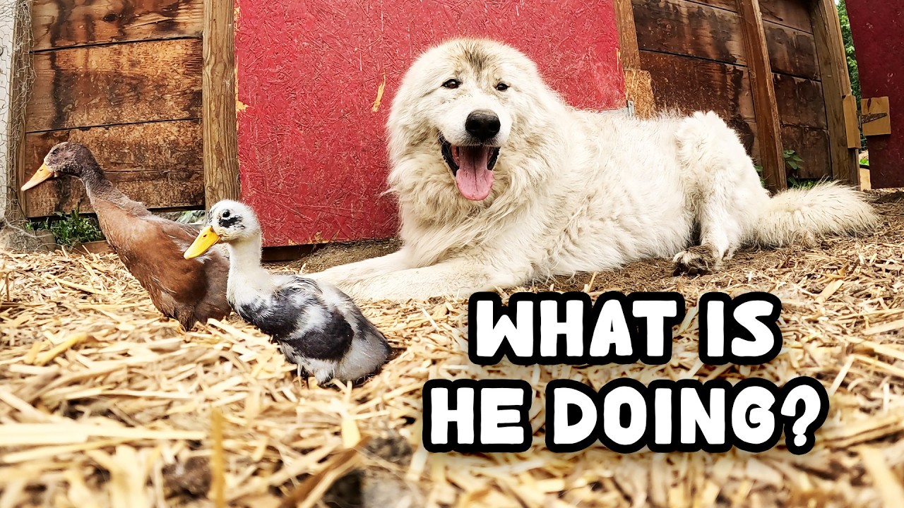 The Secret Lives of Farm Animals