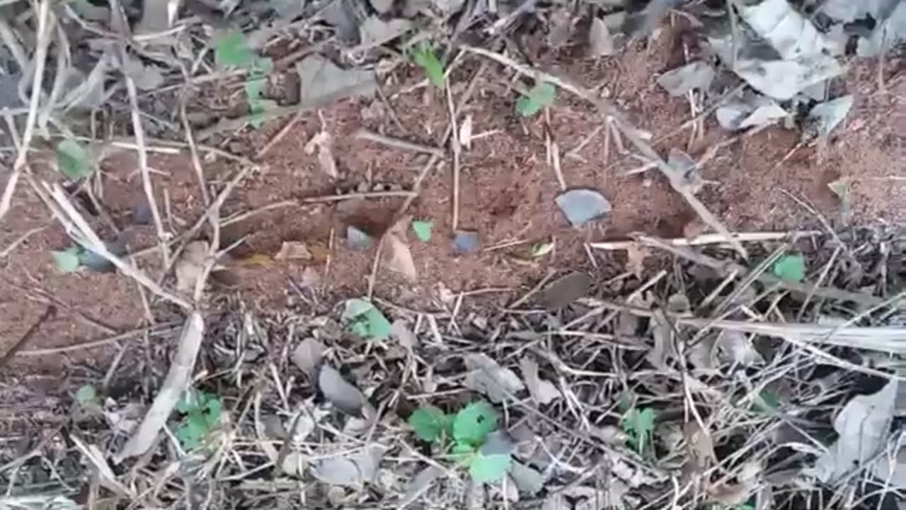 Leafcutter ants are a plague. How to eliminate leaf cutter ants.