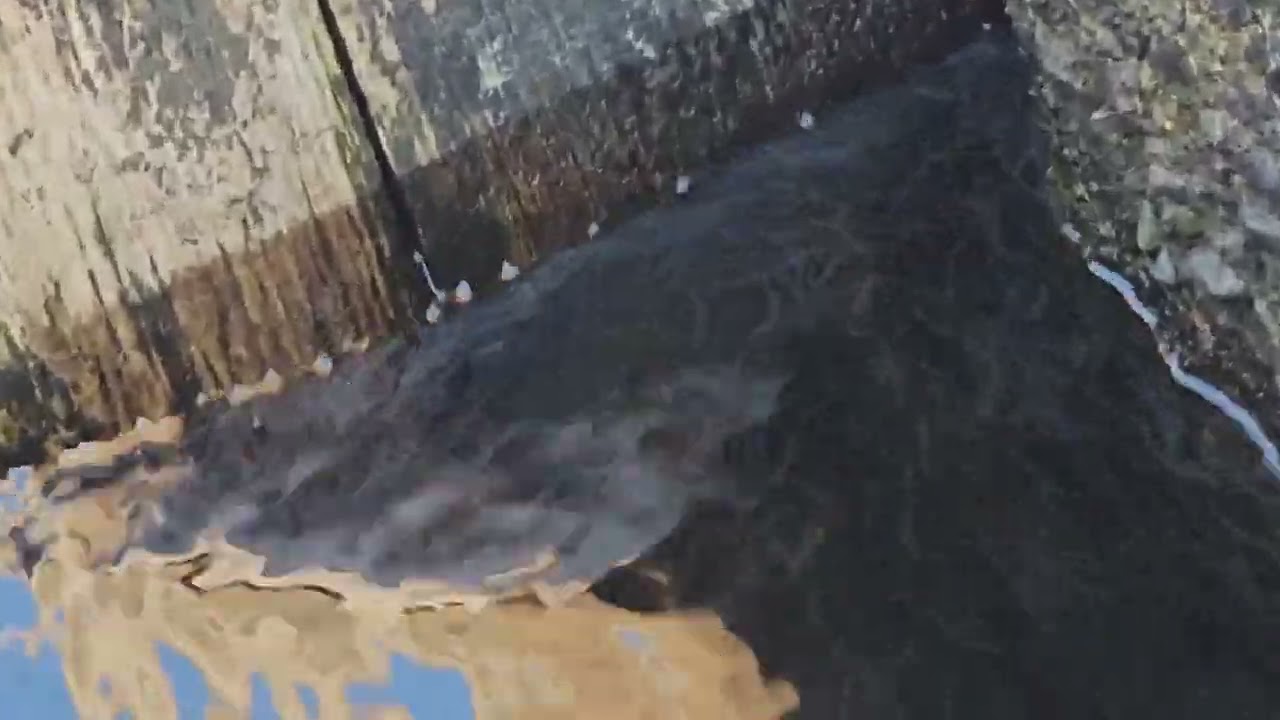 2023 eel migration at fish ladder
