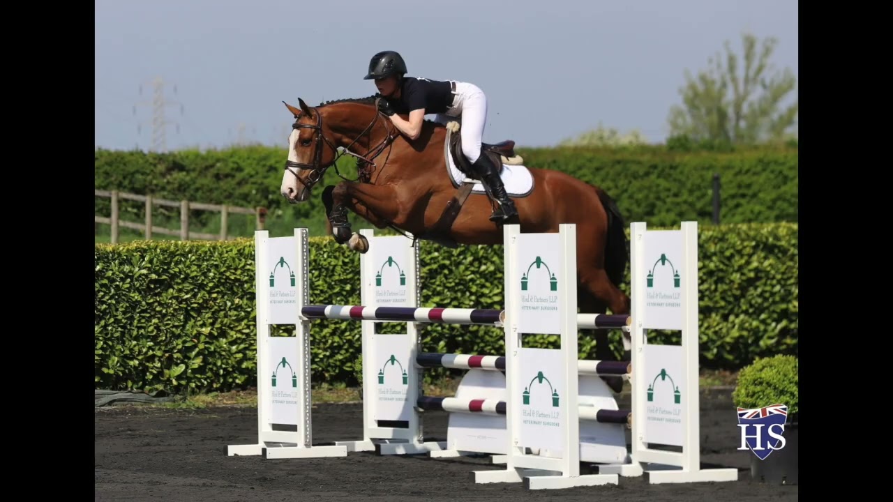 Tangelo x Numero Uno Gelding born 2020