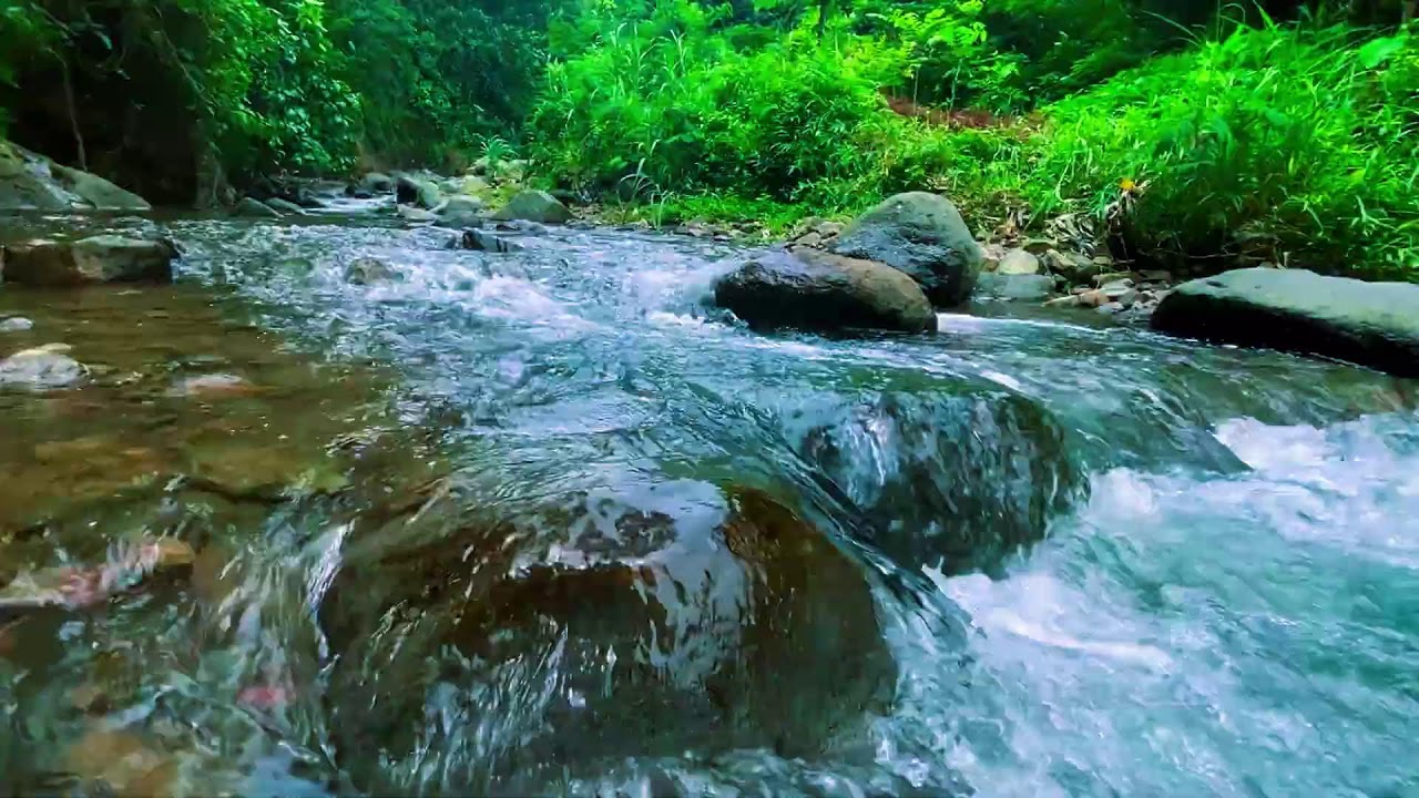 ПОСЛУШАЙ 2 МИНУТЫ И УСНЁШЬ 😴 Гипнотическая река в зелёных джунглях