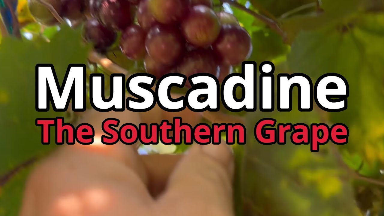 Take a Walk Through Our Southern Grapes, The Muscadine 