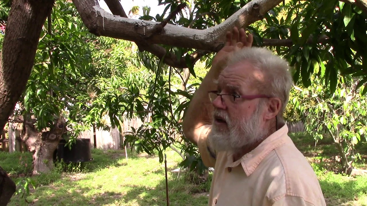 Walter Zill talks about Trimming Mango Trees