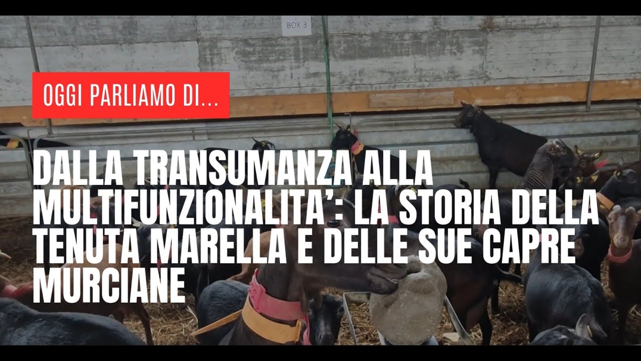 Dalla transumanza alla multifunzionalità: la storia della tenuta Marella e delle sue capre murciane