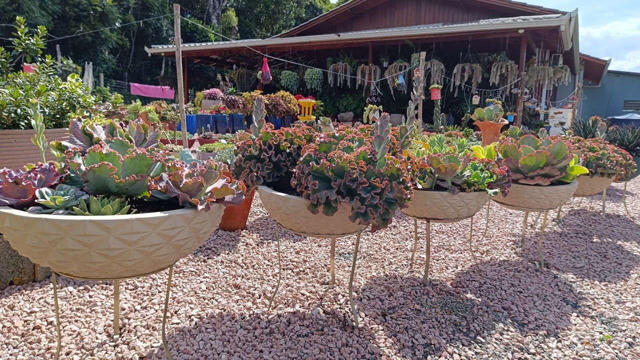 Era pra arrumar só um cantinho, acabei mexendo em todo jardim!