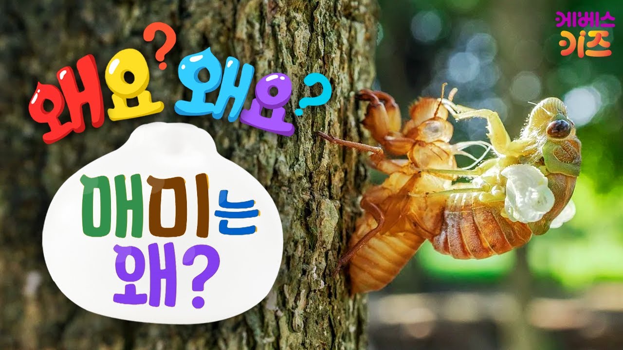 맴맴맴~ 여름이면 시끄럽게 우는 매미! 매미는 왜?ㅣ왜요? 왜요? 궁금할 만두ㅣKBS 240815 방송