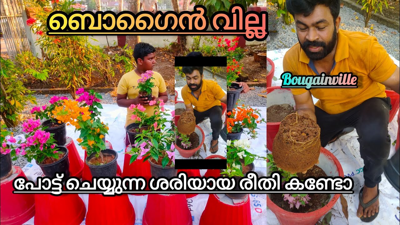 ഇങ്ങനെ ചെയ്താൽ തഴച്ച് വളരും നഴ്സറിയിൽ നിന്നു വാങ്ങിയ Bougainville Potting Method