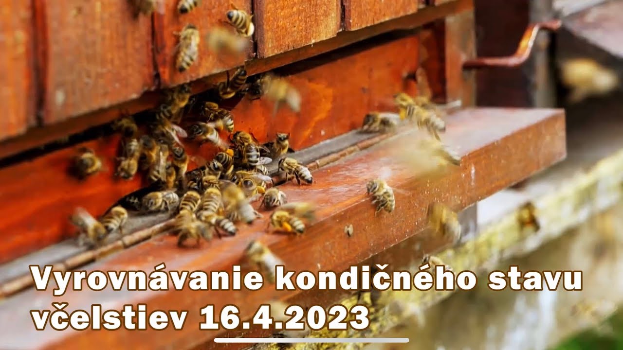 166. Vyrovnávanie kondičného stavu včelstiev - posilnenie slabých včelstiev