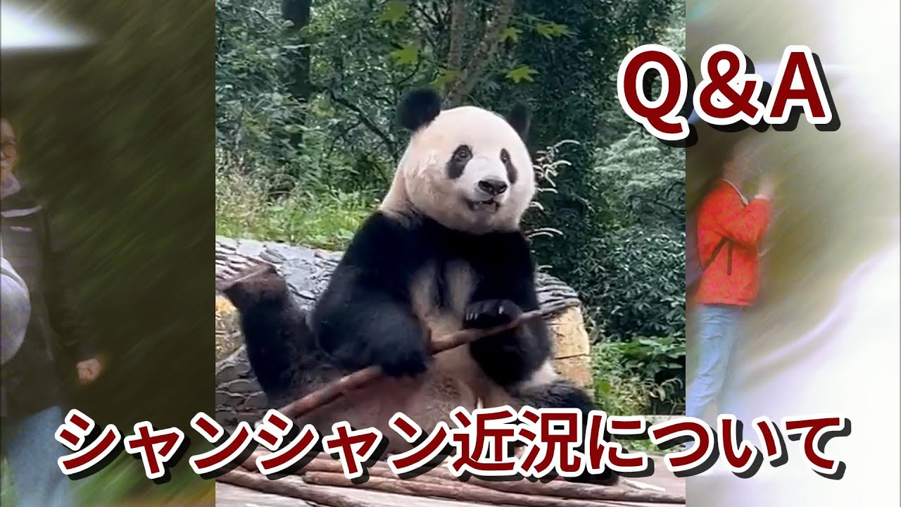 【シャンシャン近況についてのQ&A】シャンシャン木登りするの?シャンシャンに竹筒を提供する予定は?シャンシャンどこで寝るの?シャン邸を変更する可能性は?#panda