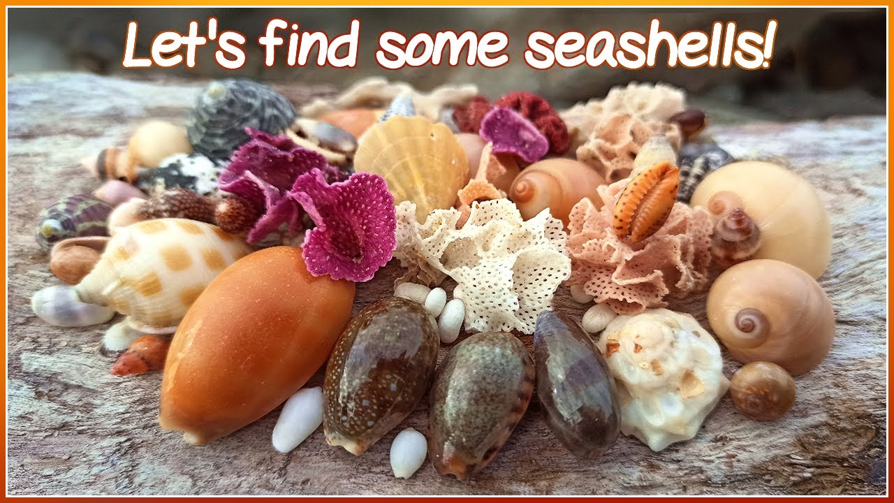 Finding Seashells at High Tide | Back After a Week Away [Virtual Shelling]