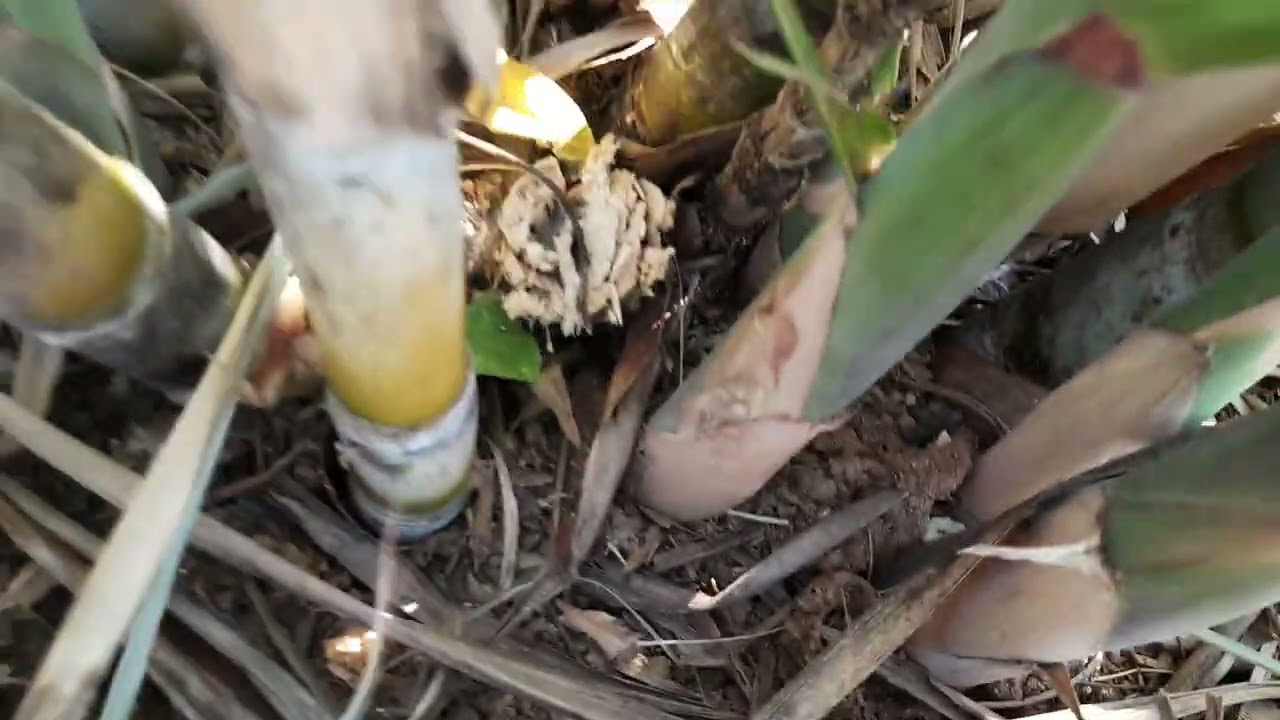 tirando cana-de-açucar piojota