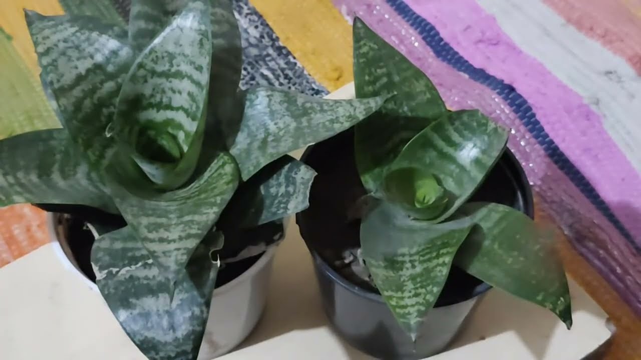 Terrace Gardening With Harish is live