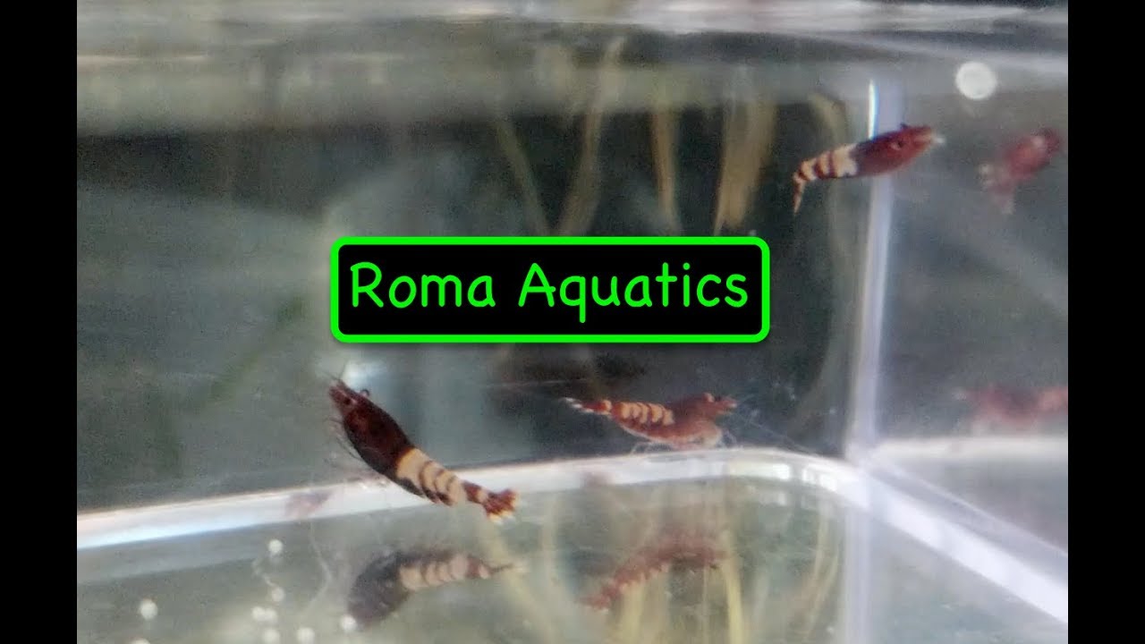Red Zebra Pinto & Blue Shadow King Kong / Panda Unboxing with Close-Ups - AquariumCreation.com 🆒