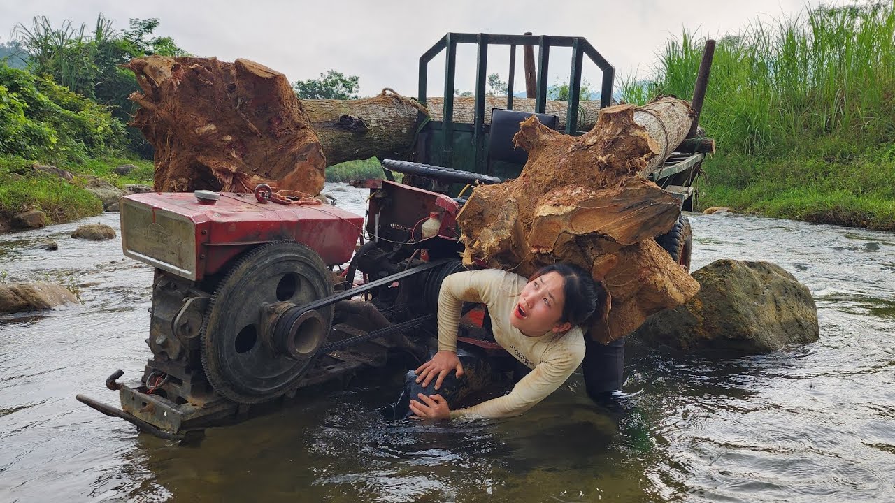 Agricultural vehicle transporting wood girl digging giant tree stump