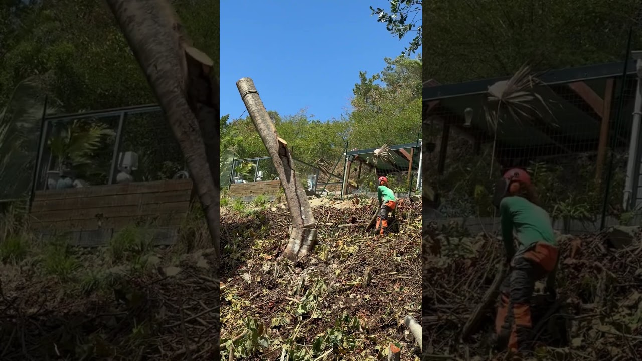 Abattage sécurisé en bord de route 🌳🚧 | 6 arbres démontés avec précision