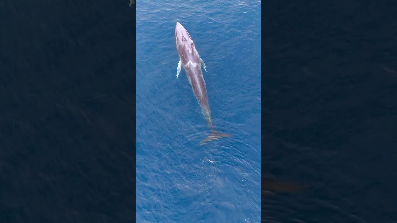Video captures majesty of rare Omura&rsquo;s whale