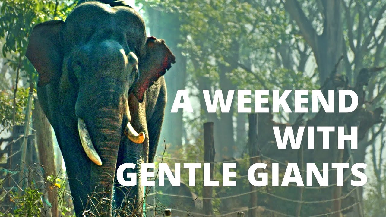 Dubare Elephant Camp - a weekend with gentle giants