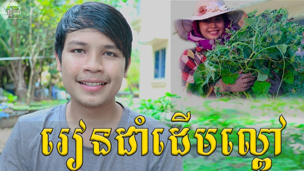 How to grow pumpkin give a lot of fruit/ដាំល្ពៅ