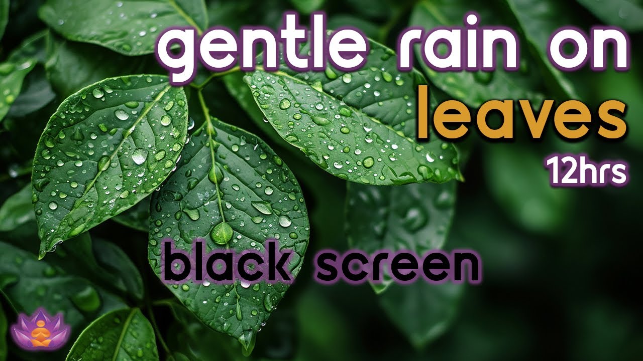 [Black Screen] Calm Forest Rainfall | Gentle Rain on Leaves – No Thunder | Rain Sounds for Sleep