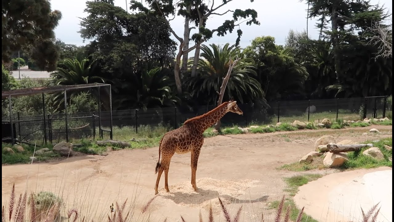 Birthday Visit to the Santa Barbara Zoo! (4/29/23)
