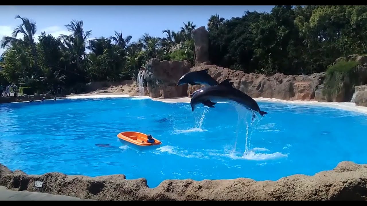 Loro Park Tenerife - Dolphin show #1 FHD