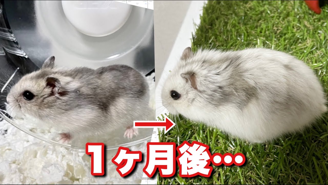 突然まっ白に!?毛色の変わるウィンターホワイトハムスター
