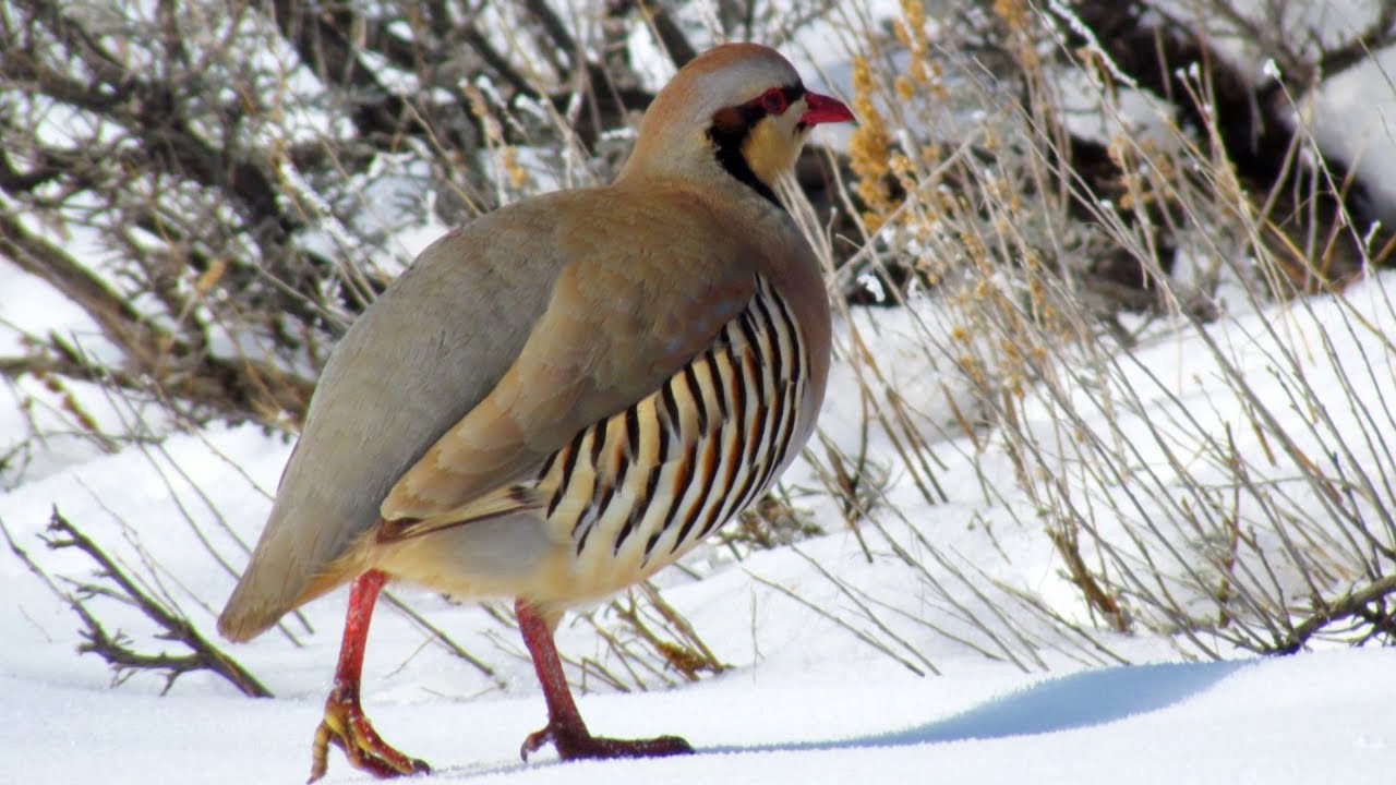 Chukar Partridge | Unique Flavourful Low-Maintenance