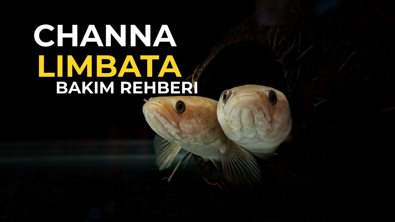 Cüce Yılanbaş | Channa Limbata Bakım Rehberi | #channa #channalimbata #rehberi