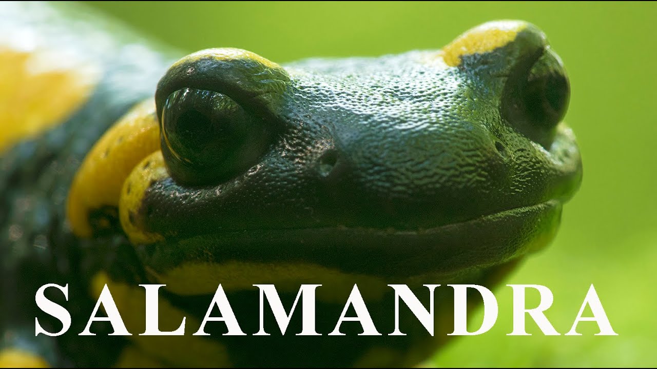 SALAMANDRA | Fire Salamander
