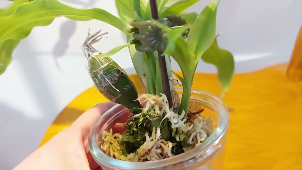 貌似天鹅兰的Chysis 兰花 Chysis orchid that looks like a Cycnoches orchid