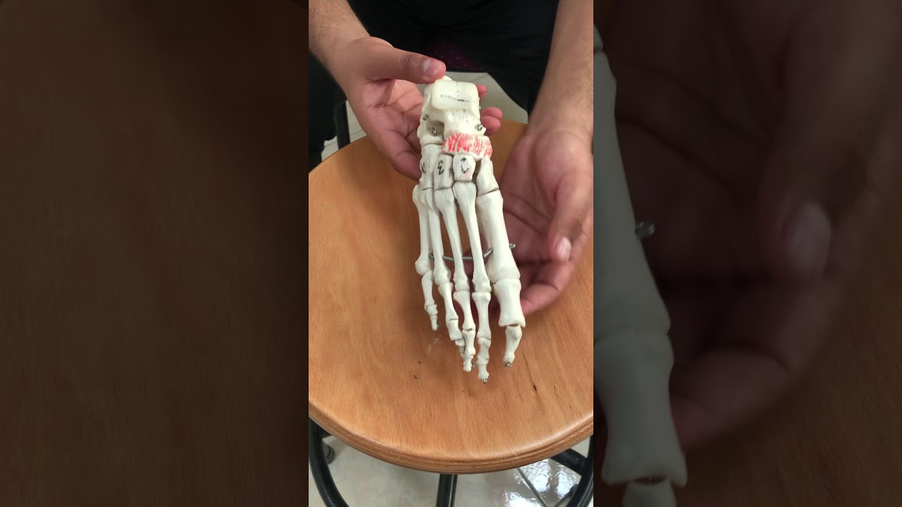 Anatomy of foot bones.