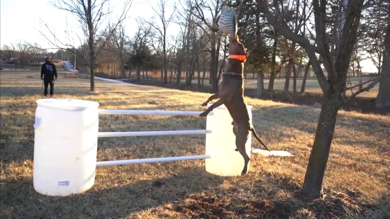 Game time Pitbulls / Pawfect K9