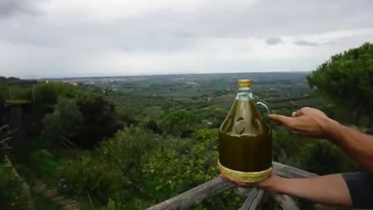 Volunteering with WWOOF in Tuscany, Italy Harvesting Olives