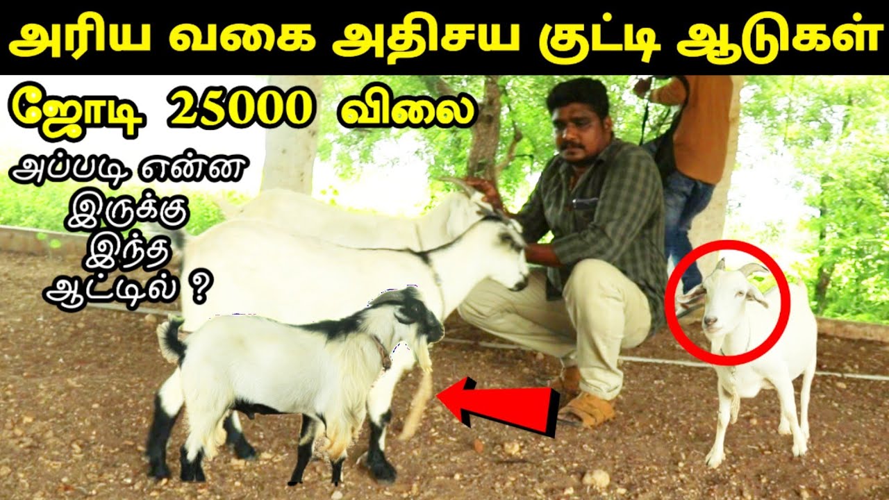 அரிய வகை Miniature ஆடுகள் - ஜோடி ரூ. 25000 வரை விலை | Fancy Goat Breeds